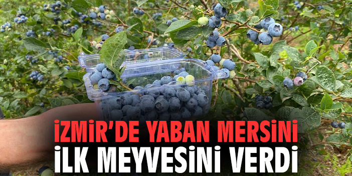 İzmir’de yaban mersini ilk meyvesini verdi!
