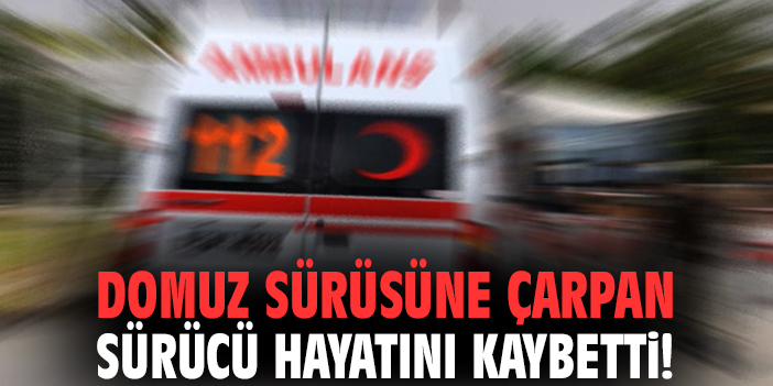 Domuz sürüsüne çarpan sürücü hayatını kaybetti!