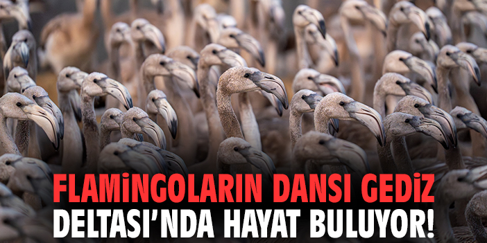 Flamingoların Dansı Gediz Deltası’nda Hayat Buluyor!
