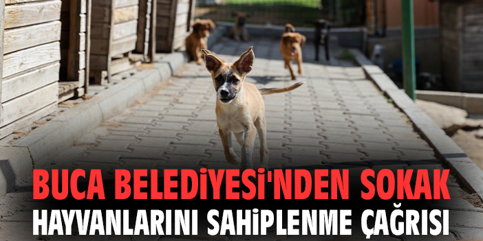 Buca Belediyesi'den sokak hayvanlarını sahiplenme çağrısı