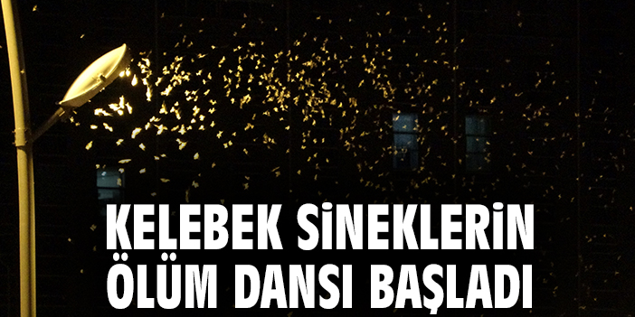 Kelebek sineklerin ölüm dansı başladı