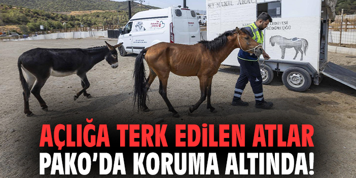 Açlığa terk edilen atlar Pako’da koruma altında