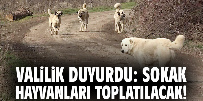 Valilik duyurdu: Sokak hayvanları toplatılacak!