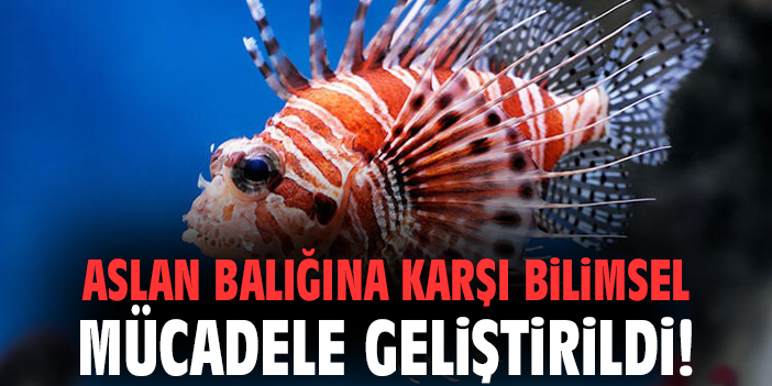 Aslan balığına karşı bilimsel mücadele geliştirildi!