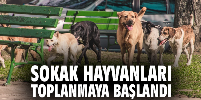 Sokak hayvanları toplanmaya başlandı!