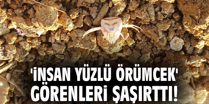 'İnsan yüzlü örümcek' görenleri şaşırttı!
