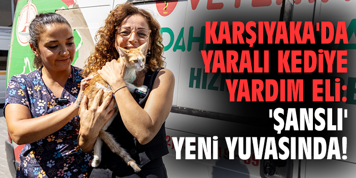 Karşıyaka'da yaralı kediye yardım eli: 'Şanslı' yeni yuvasında!