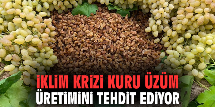 İklim krizi kuru üzüm üretimini tehdit ediyor