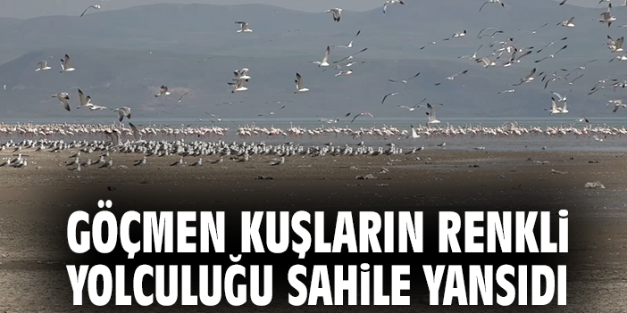 Göçmen kuşların renkli yolculuğu sahile yansıdı