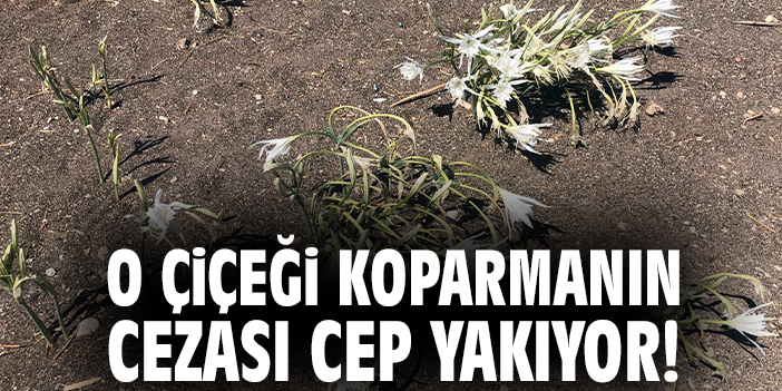 O çiçeği koparmanın cezası cep yakıyor!