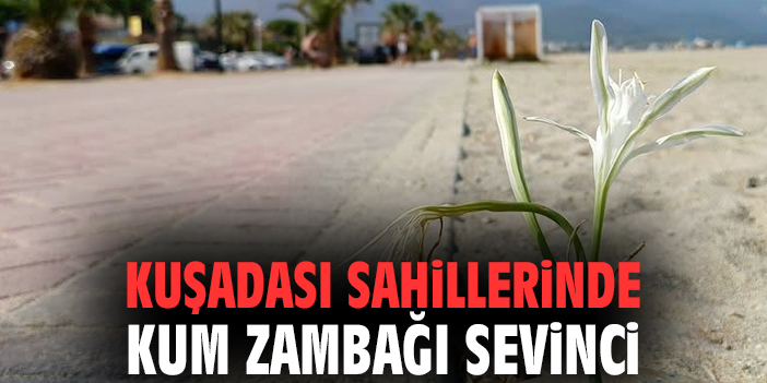 Kuşadası sahillerinde Kum Zambağı sevinci