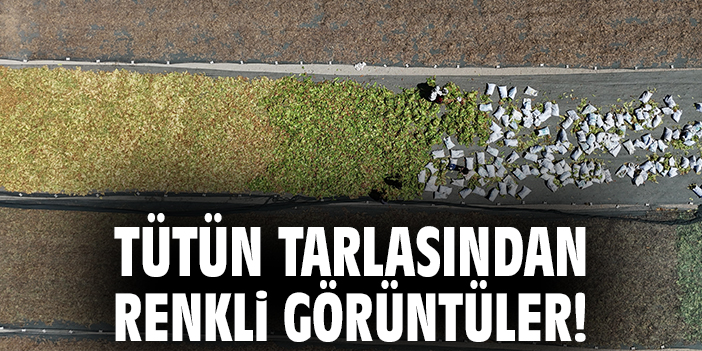 Tütün tarlasından renkli görüntüler!