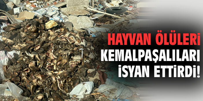Hayvan ölüleri Kemalpaşalıları isyan ettirdi!