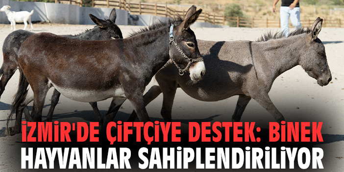 İzmir'de çiftçiye destek: Binek hayvanlar sahiplendiriliyor!
