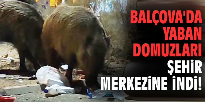 Balçova'da yaban domuzları şehir merkezine indi!