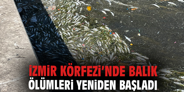 İzmir Körfezi’nde balık ölümleri yeniden başladı