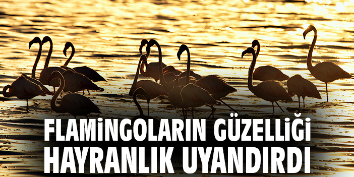 Flamingoların güzelliği hayranlık uyandırdı