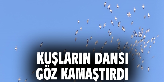Kuşların dansı göz kamaştırdı
