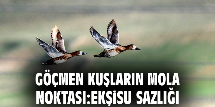 Göçmen kuşların mola noktası: Ekşisu Sazlığı