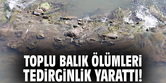 Toplu balık ölümleri tedirginlik yarattı!