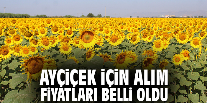 Ayçiçek için alım fiyatları belli oldu