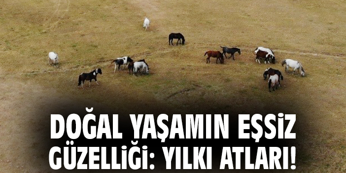 Doğal yaşamın eşsiz güzelliği: Yılkı atları!