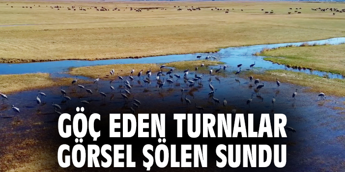 Göç eden turnalar görsel şölen sundu