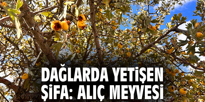 Dağlarda yetişen şifa: Alıç meyvesi