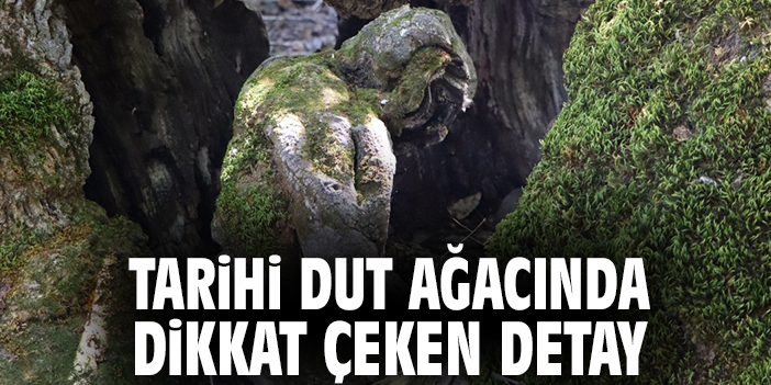 Tarihi dut ağacında dikkat çeken detay