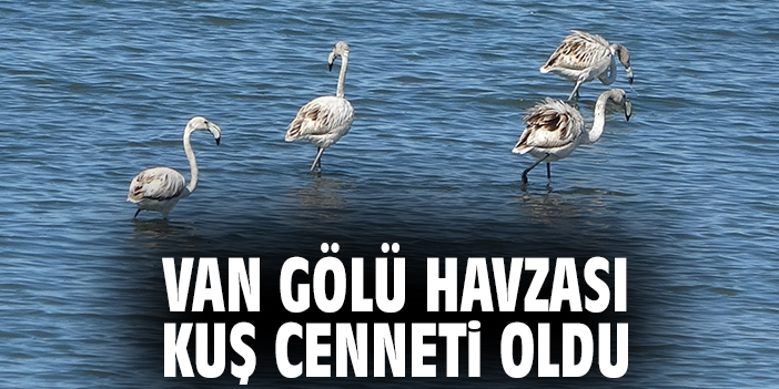 Van Gölü Havzası kuş cenneti oldu
