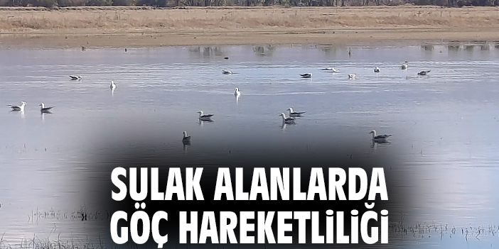 Sulak alanlarda göç hareketliliği