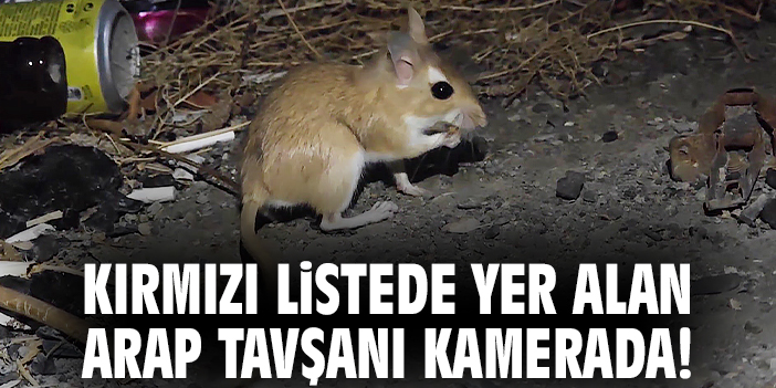 Kırmızı listede yer alan Arap Tavşanı kamerada!