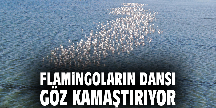 Flamingoların dansı göz kamaştırıyor