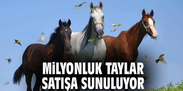 Milyonluk taylar satışa sunuluyor