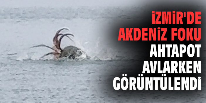İzmir'de Akdeniz foku ahtapot avlarken görüntülendi