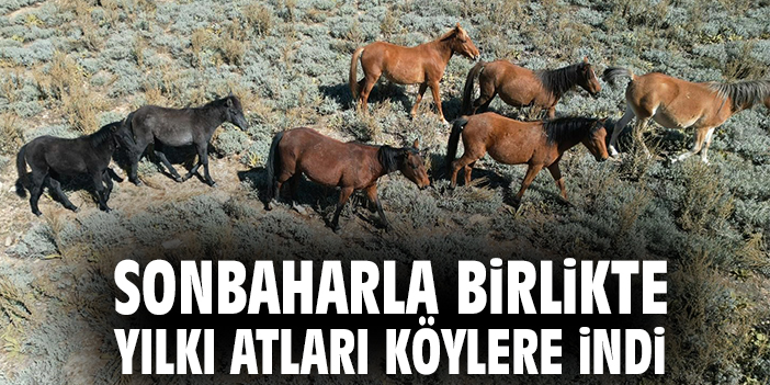 Sonbaharla birlikte yılkı atları köylere indi