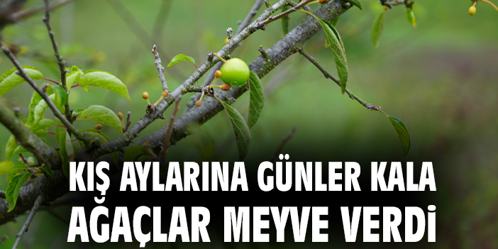 Kış aylarına günler kala ağaçlar meyve verdi