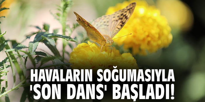 Havaların soğumasıyla 'son dans' başladı!