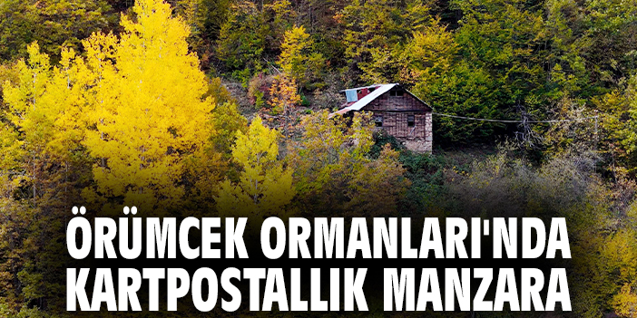 Örümcek Ormanları'nda kartpostallık manzara