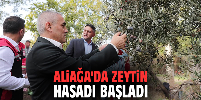 Aliağa'da zeytin hasadı başladı