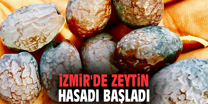İzmir'de zeytin hasadı başladı