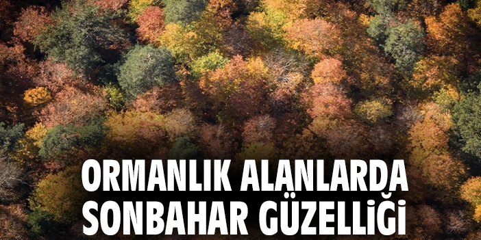 Ormanlık alanlarda sonbahar güzelliği