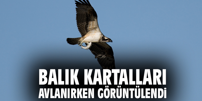 Balık kartalları avlanırken görüntülendi