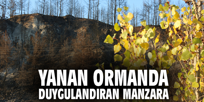 Yanan ormanda duygulandıran manzara