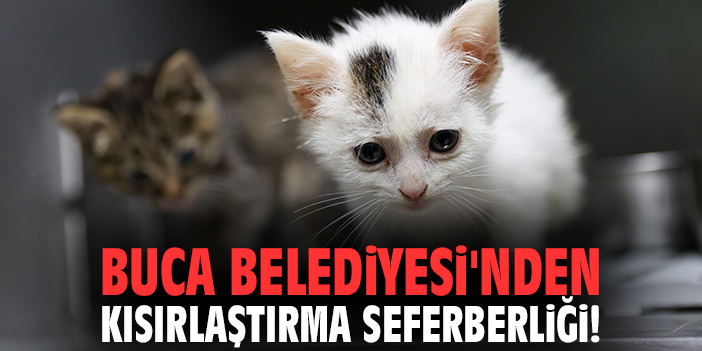 Buca Belediyesi'nden kısırlaştırma seferberliği!