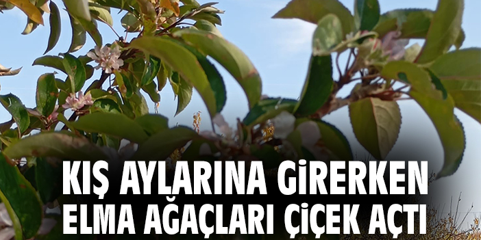 Kış aylarına girerken elma ağaçları çiçek açtı