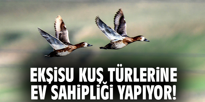 Ekşisu kuş türlerine ev sahipliği yapıyor!