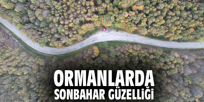 Ormanlarda sonbahar güzelliği