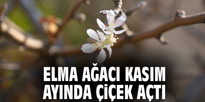 Elma ağacı kasım ayında çiçek açtı