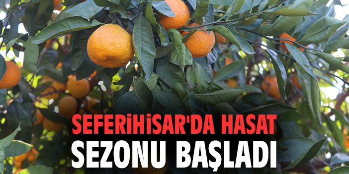 Seferihisar'da hasat sezonu başladı